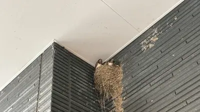 ツバメ巣